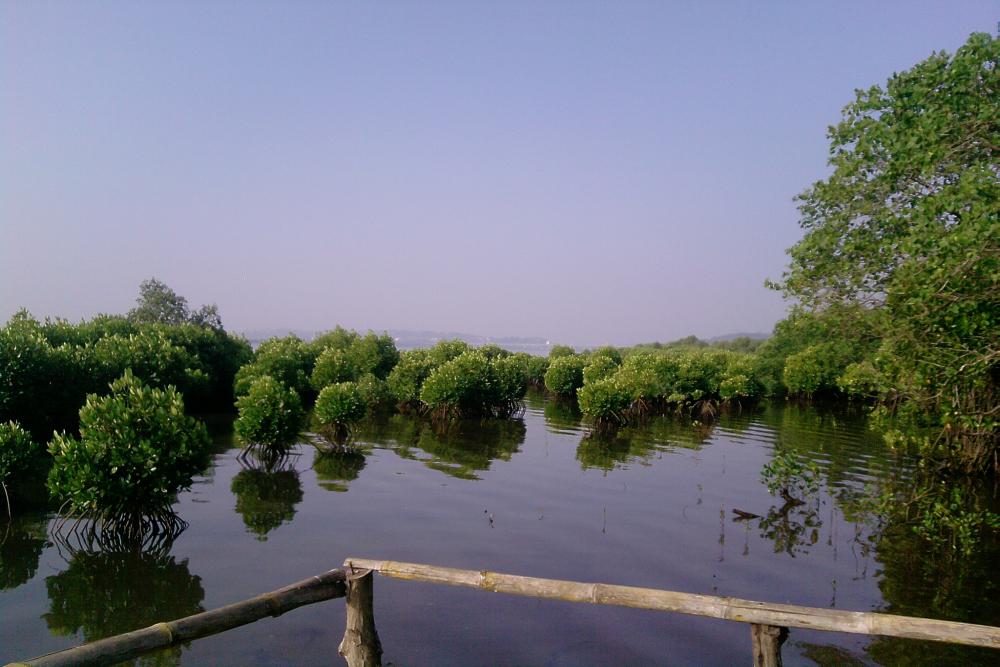 Salim Ali Bird Sanctuary (3).jpg